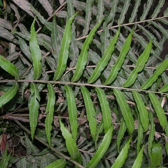 Thelypteris angustifolia Hoja