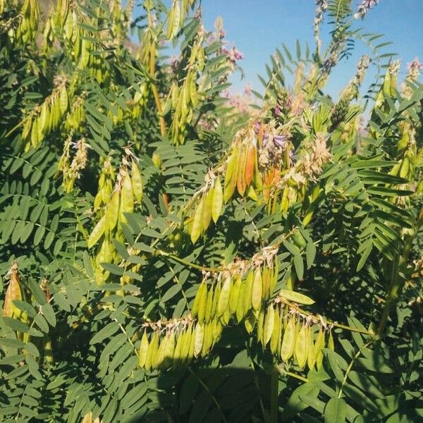 Astragalus atropilosulus Vili