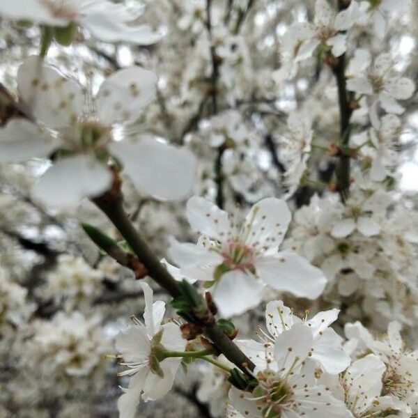 Prunus cerasifera Квітка