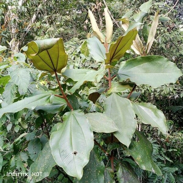 Miconia serrulata Φύλλο