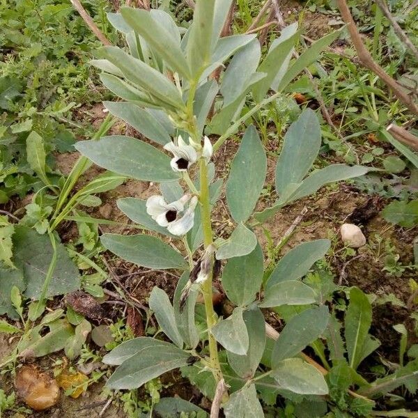 Vicia faba 花