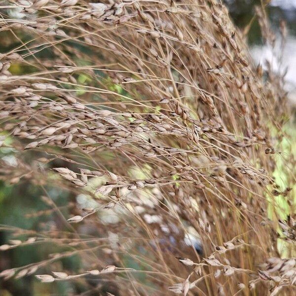 Panicum virgatum Fruit