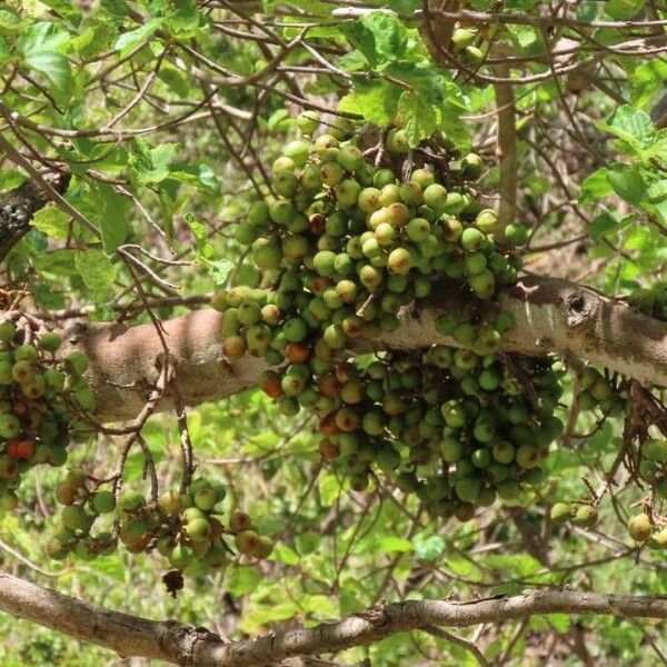 Ficus sycomorus Vili