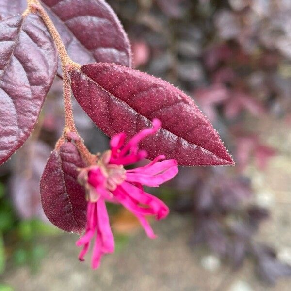 Loropetalum chinense Квітка