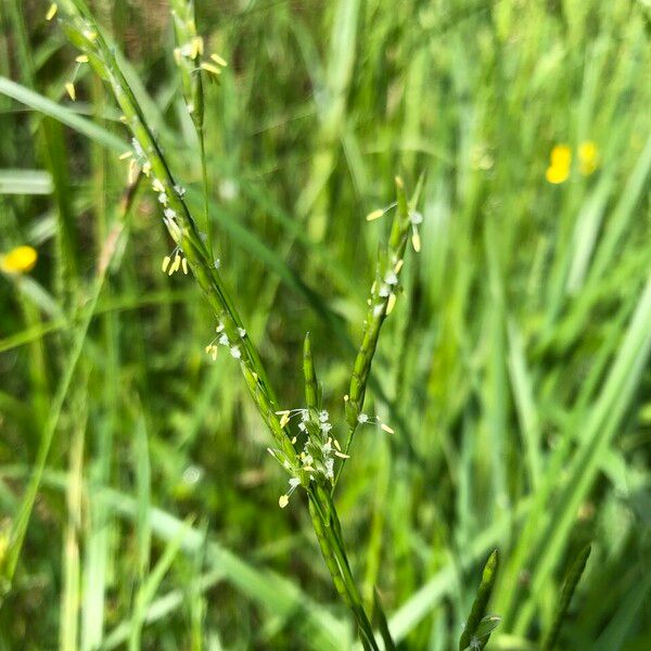 Glyceria fluitans Flower