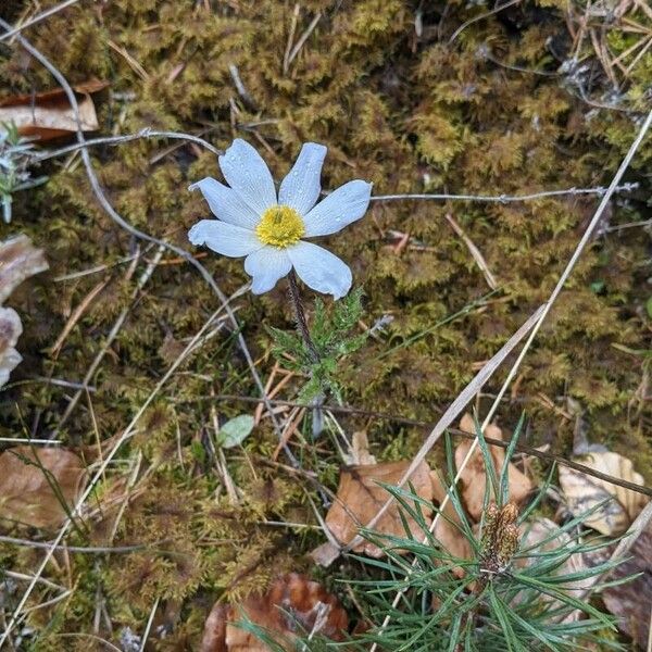 Pulsatilla alpina Bloem