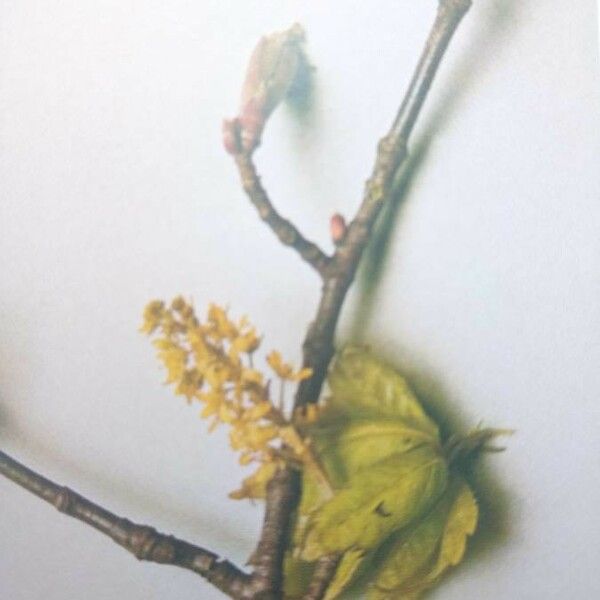 Acer cissifolium Flower