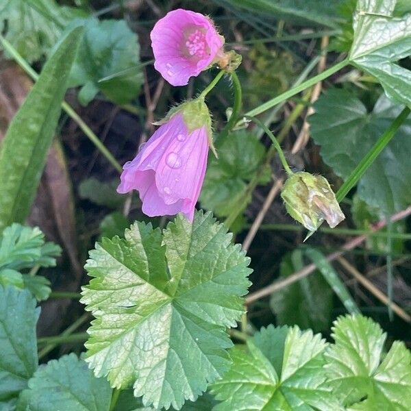 Malva moschata 葉