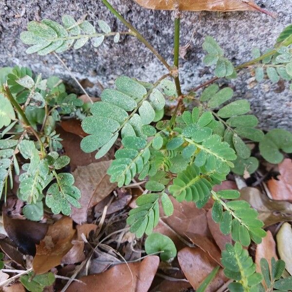 Phyllanthus urinaria List