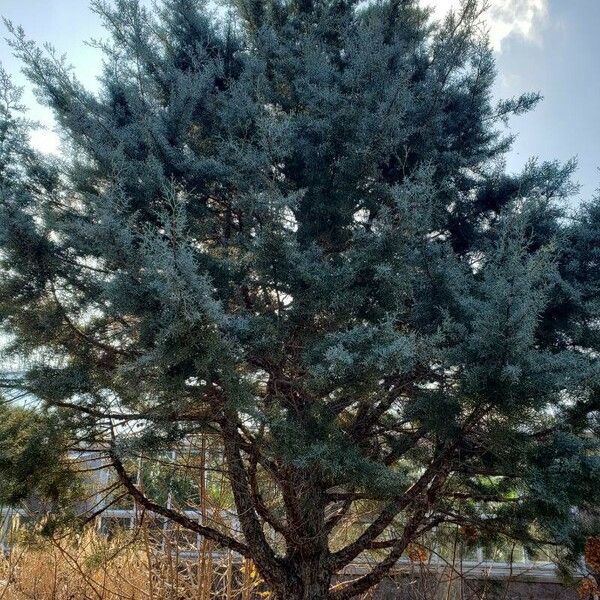 Cupressus arizonica Habit