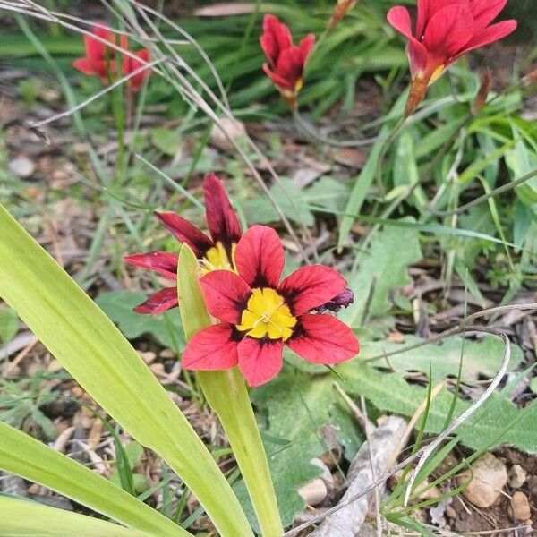 Sparaxis tricolor Çiçek