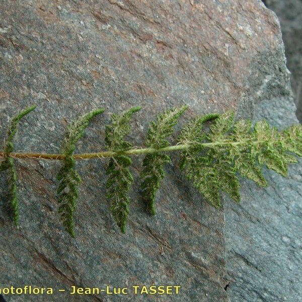 Woodsia ilvensis Leaf