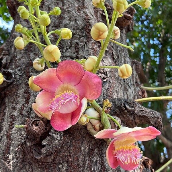 Couroupita guianensis Flower