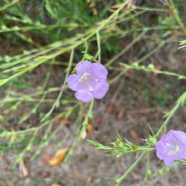 Agalinis purpurea Λουλούδι