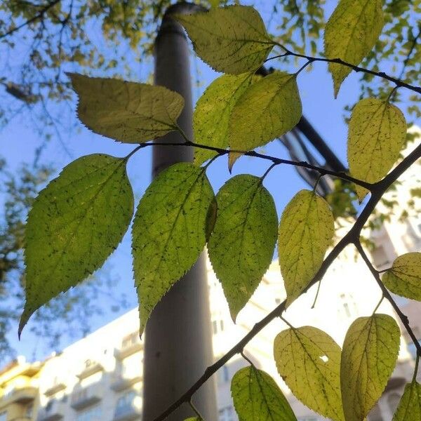 Celtis occidentalis Folio