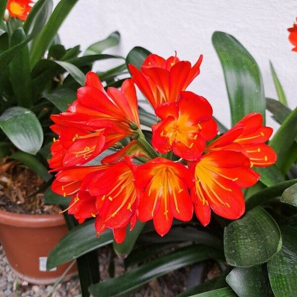 Clivia miniata Кветка