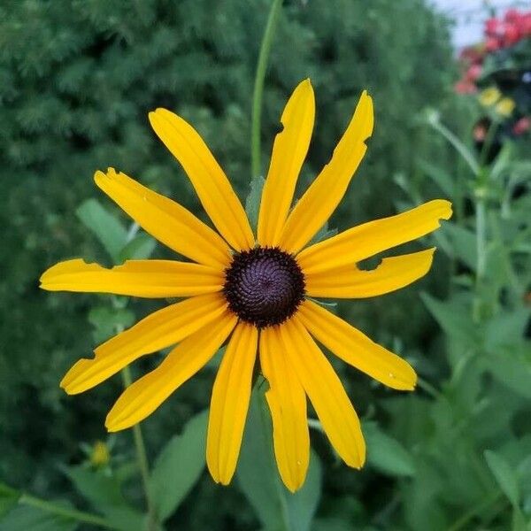 Rudbeckia fulgida Flower