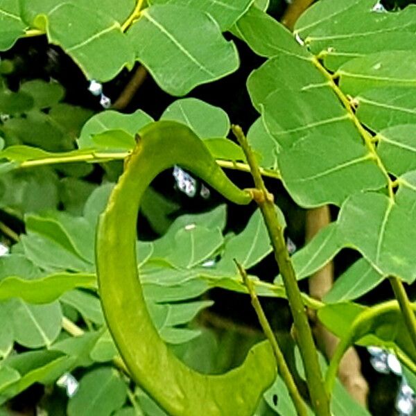 Adenanthera pavonina Fruit