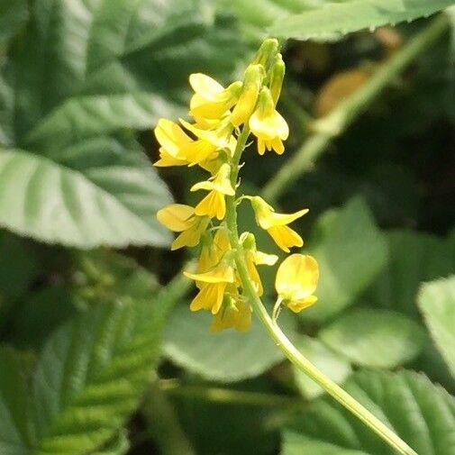 Melilotus officinalis Blüte