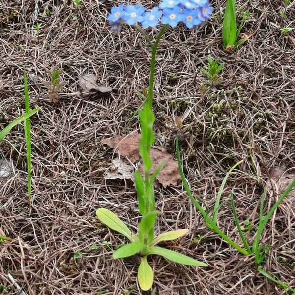 Myosotis alpestris Habitat