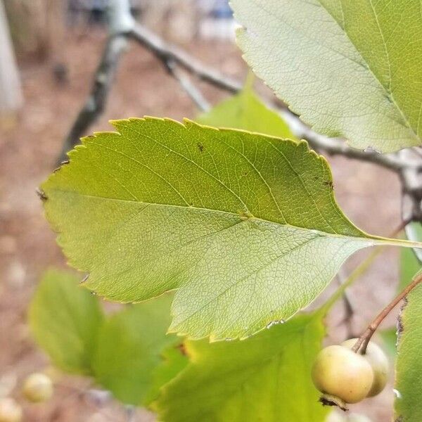 Crataegus viridis Foglia