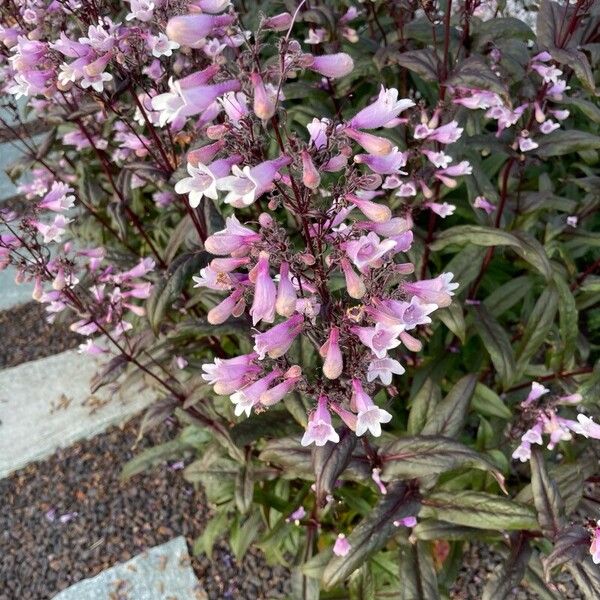 Penstemon digitalis Õis