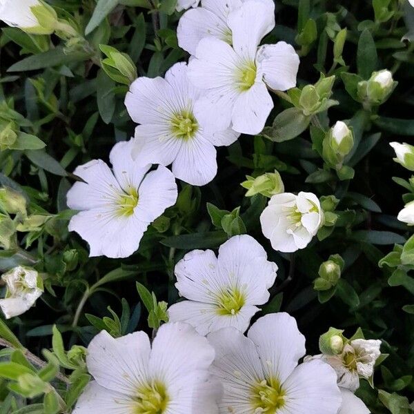 Arenaria montana Blüte