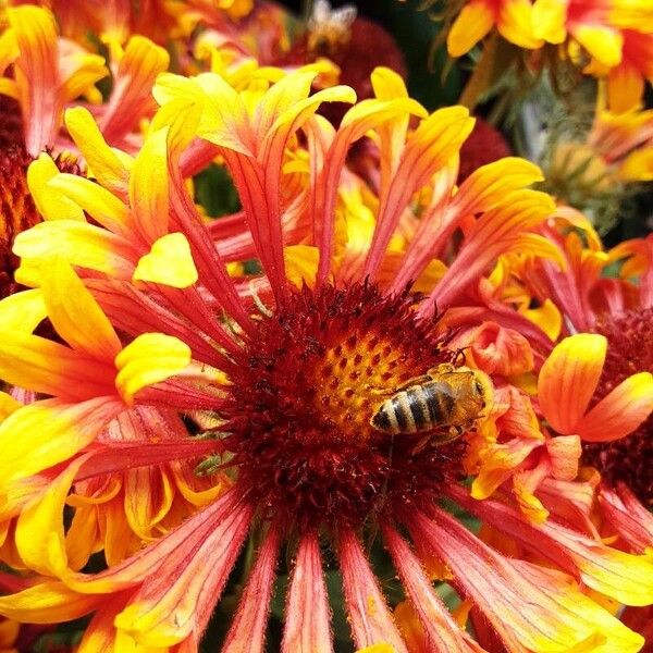 Gaillardia aristata Blodyn