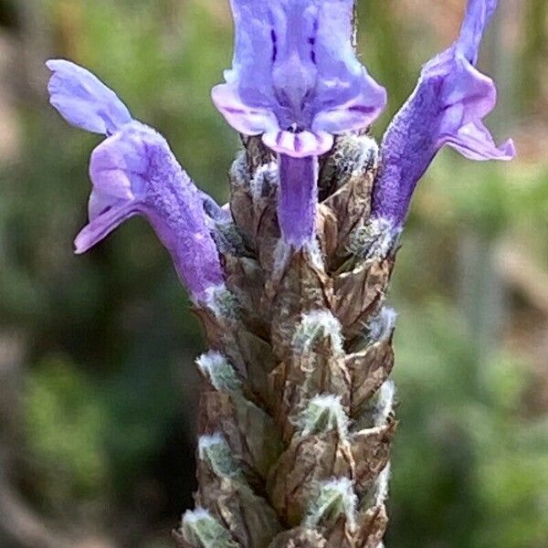 Lavandula multifida Virág