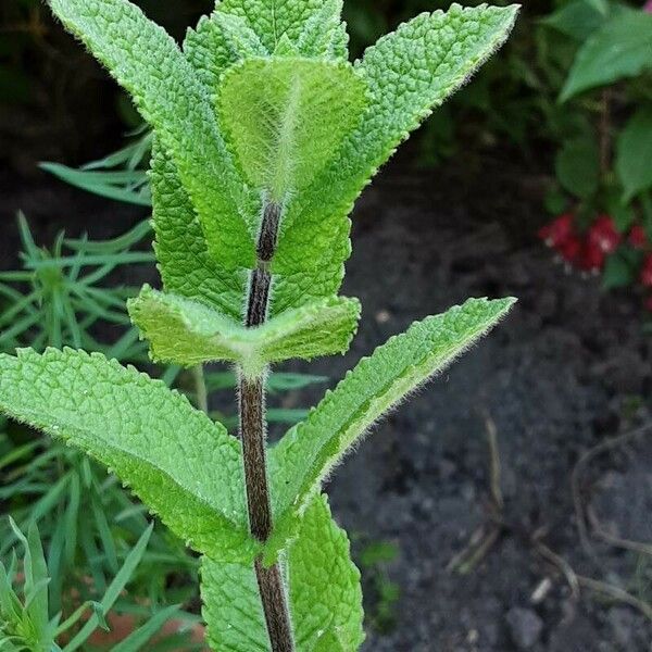 Mentha × rotundifolia 树皮