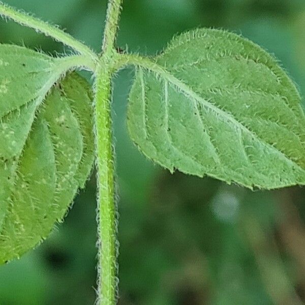 Mentha aquatica List