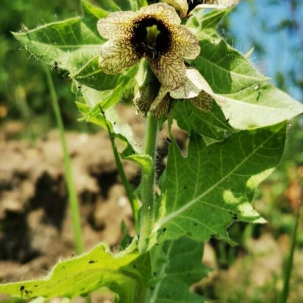 Hyoscyamus niger Bloem