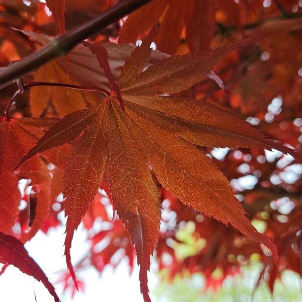 Acer palmatum Leaf