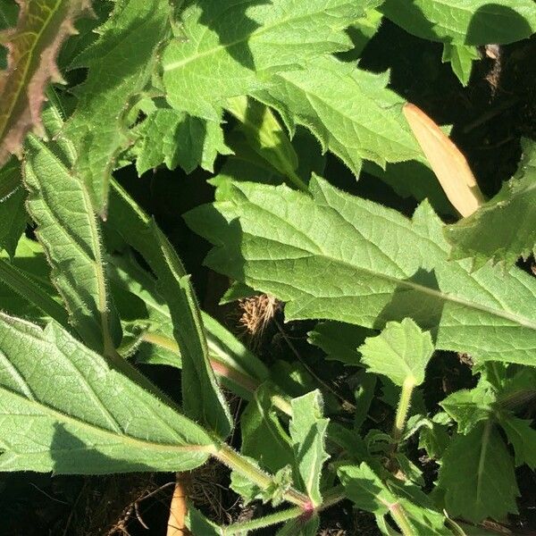 Verbena rigida ᱥᱟᱠᱟᱢ