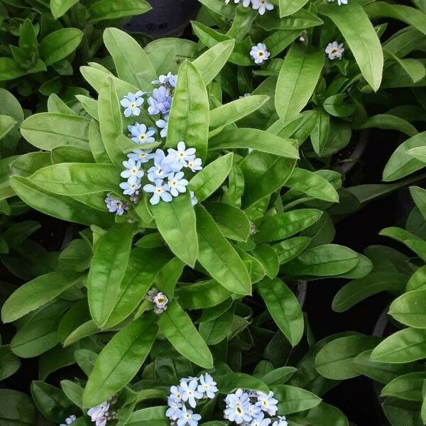 Myosotis alpestris Flower