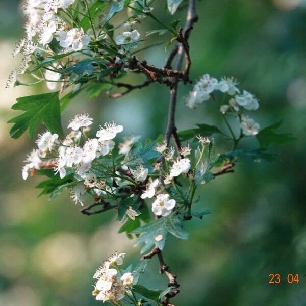 Crataegus azarolus Λουλούδι