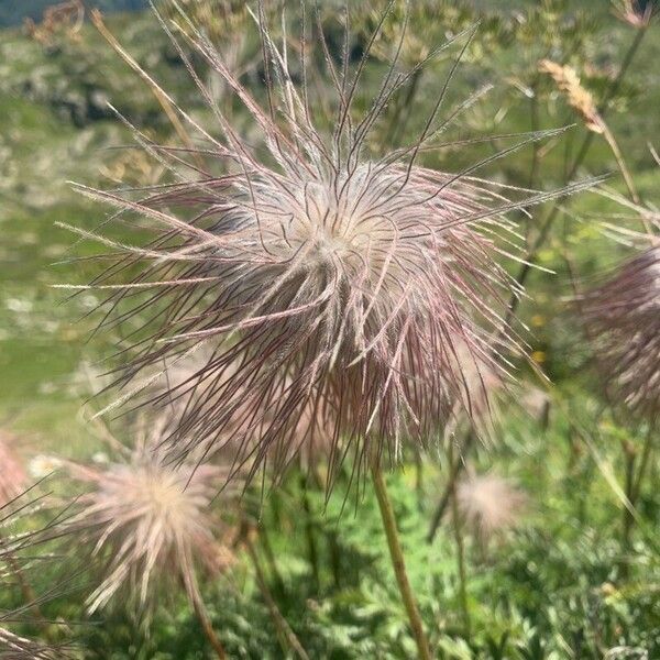 Pulsatilla alpina Õis