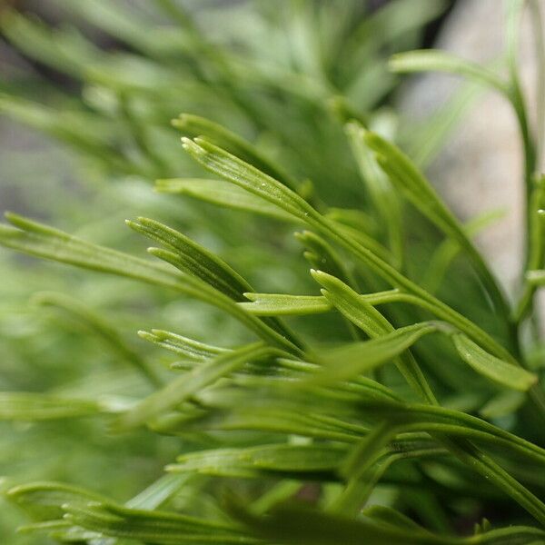 Asplenium septentrionale Leaf