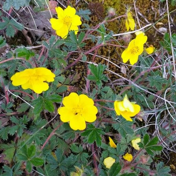 Potentilla crantzii Flor