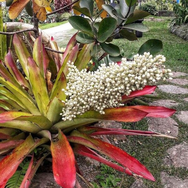 Aechmea mexicana Virág