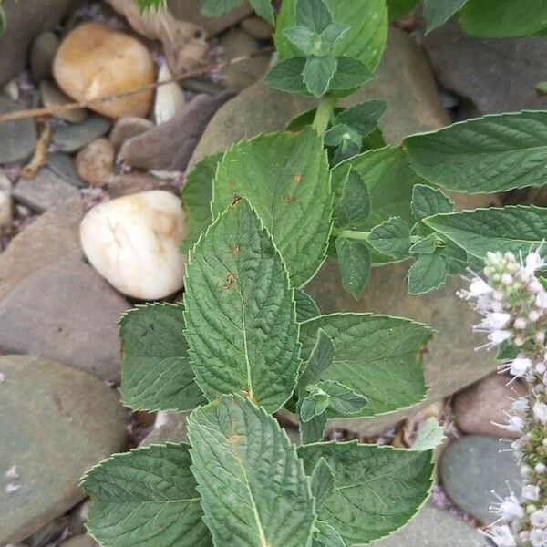 Mentha longifolia Leaf