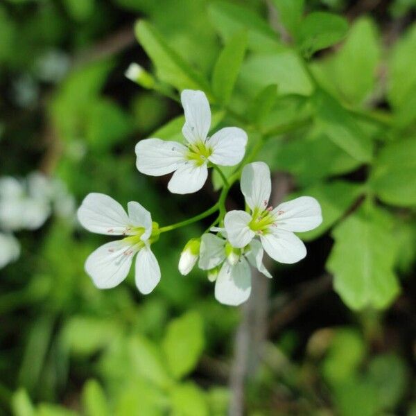 Cardamine amara 花