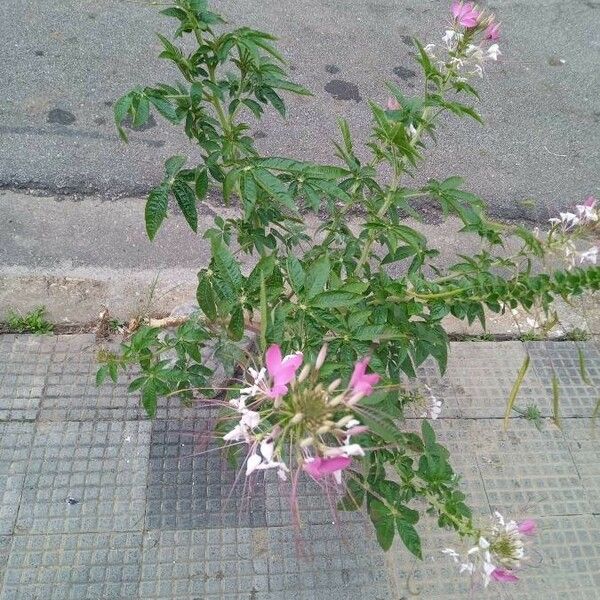 Cleome houtteana 花