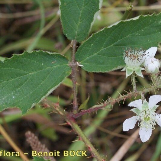 Rubus silvaticus Drugo