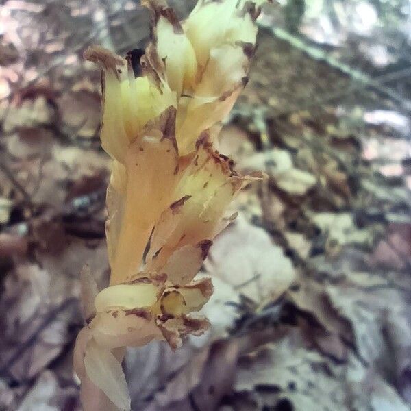 Monotropa hypopitys Blomst