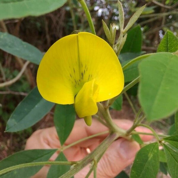 Crotalaria micans Flor