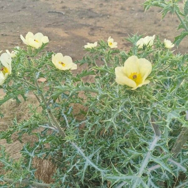 Argemone mexicana Flower