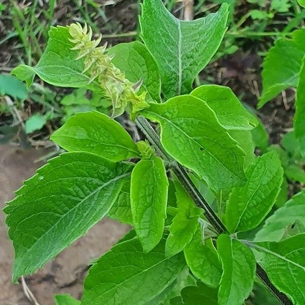 Ocimum gratissimum Other