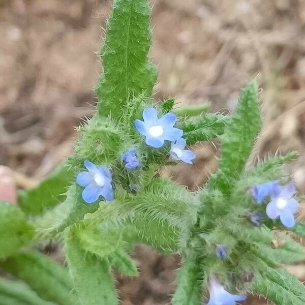 Anchusa arvensis Fleur