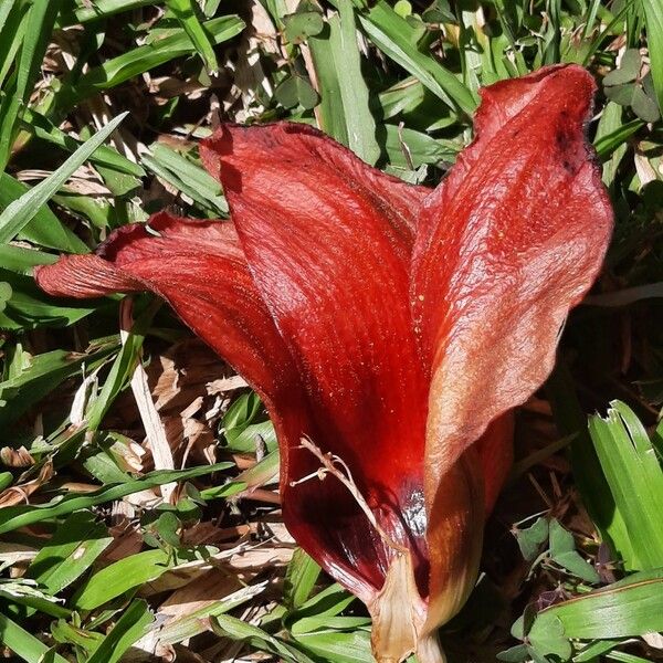 Hibiscus tiliaceus Flower